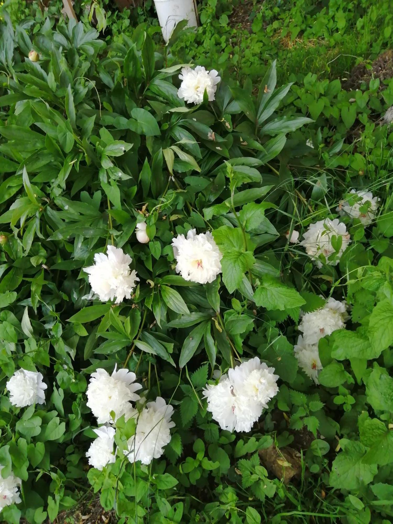 O Jardin De Boutancourt Villa Eksteriør billede