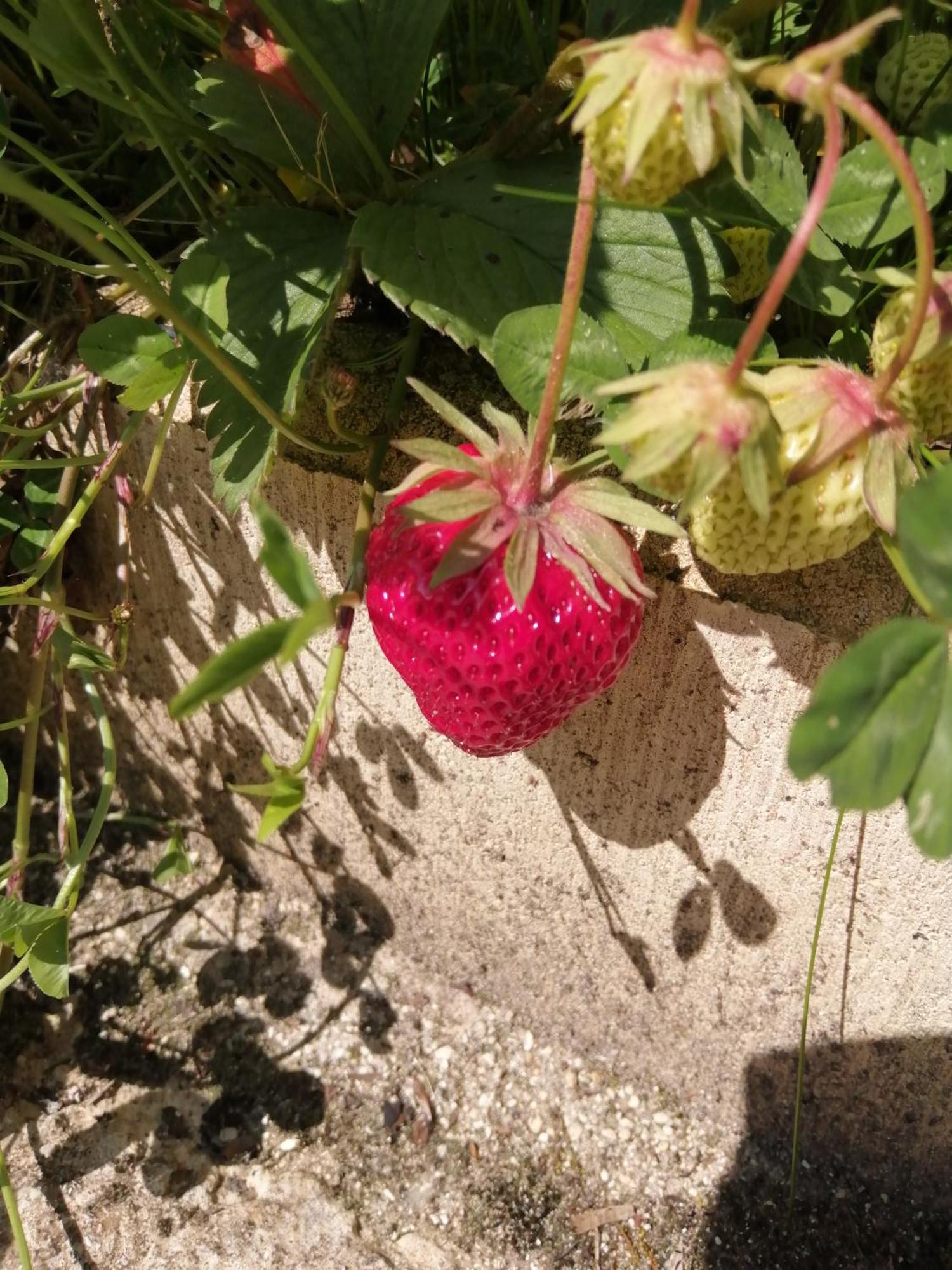 O Jardin De Boutancourt Villa Eksteriør billede